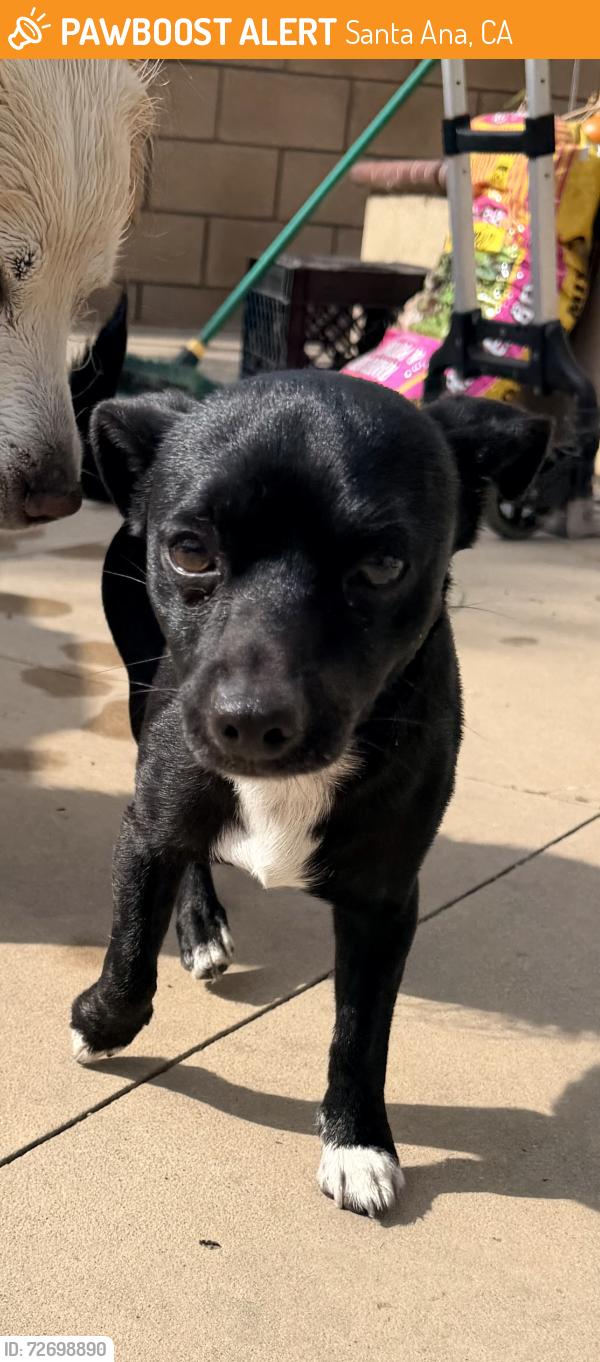 Found/Stray Male Dog last seen Bristol/ La Veta Riverglen community, Santa Ana, CA 92706