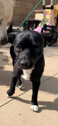 Found/Stray Male Dog last seen Bristol/ La Veta Riverglen community, Santa Ana, CA 92706