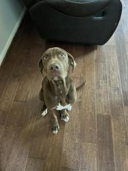 Found/Stray Male Dog last seen Jones Rd. , Houston, TX 77070