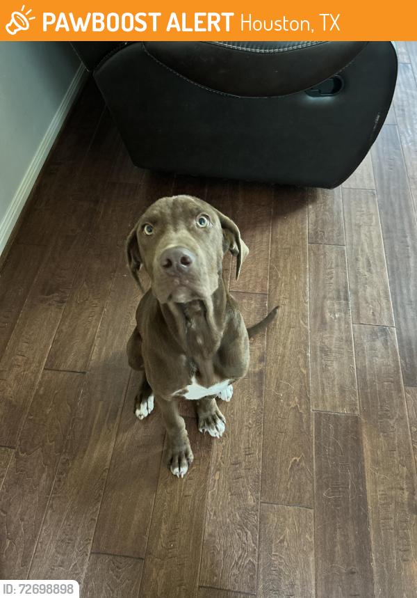 Found/Stray Male Dog last seen Jones Rd. , Houston, TX 77070