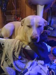 Lost Male Dog last seen Metropolitan and ruby, Kansas City, KS 66103