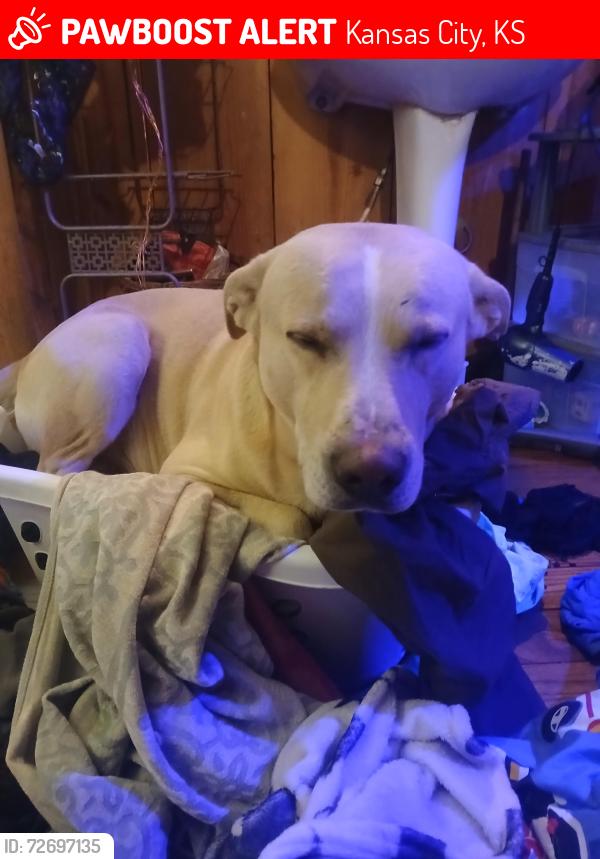 Lost Male Dog last seen Metropolitan and ruby, Kansas City, KS 66103