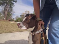 Found/Stray Female Dog last seen Ran up to us while coming ->currently safely in our backyard , Fayetteville, NC 28314