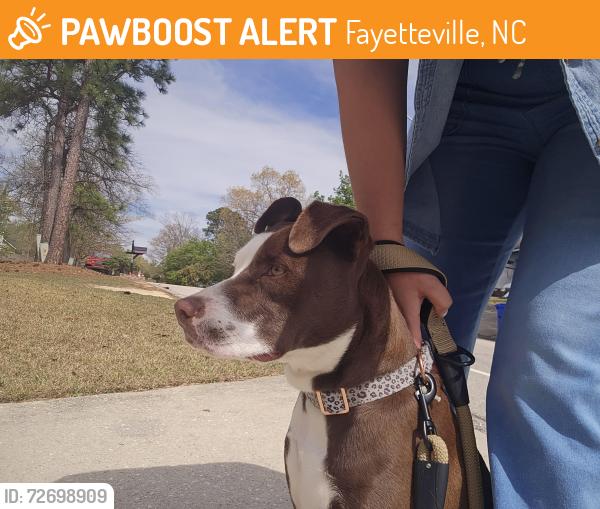 Found/Stray Female Dog last seen Ran up to us while coming ->currently safely in our backyard , Fayetteville, NC 28314