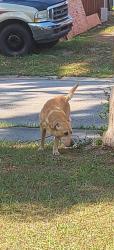 Found/Stray Male Dog last seen Hurd ave and Gilpin way, Conway, FL 32812
