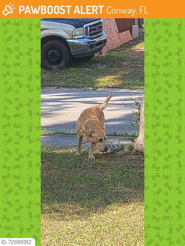 Found/Stray Male Dog last seen Hurd ave and Gilpin way, Conway, FL 32812