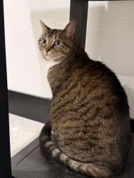 Found/Stray Female Cat last seen Klosterhoff rd, Rosenberg, TX 77471