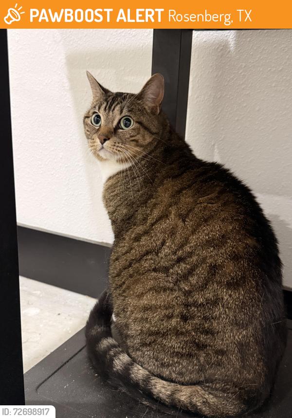 Found/Stray Female Cat last seen Klosterhoff rd, Rosenberg, TX 77471