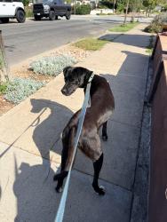Found/Stray Male Dog last seen 56th St. & Madison, San Diego, CA 92115