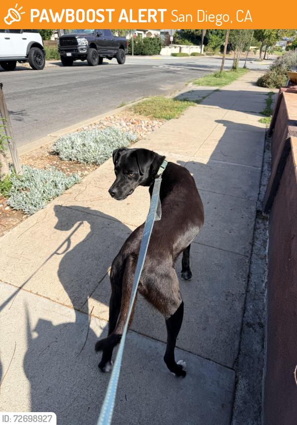 Found/Stray Male Dog last seen 56th St. & Madison, San Diego, CA 92115