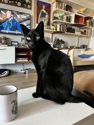 Lost Female Cat last seen Temple Heights Dr, Glenhaven Dr, Oceanside, CA 92056
