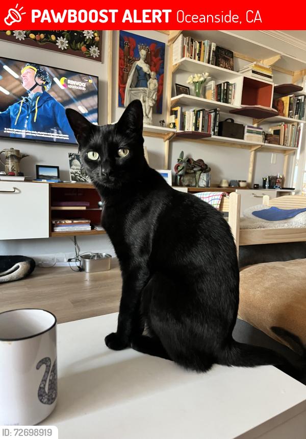 Lost Female Cat last seen Temple Heights Dr, Glenhaven Dr, Oceanside, CA 92056