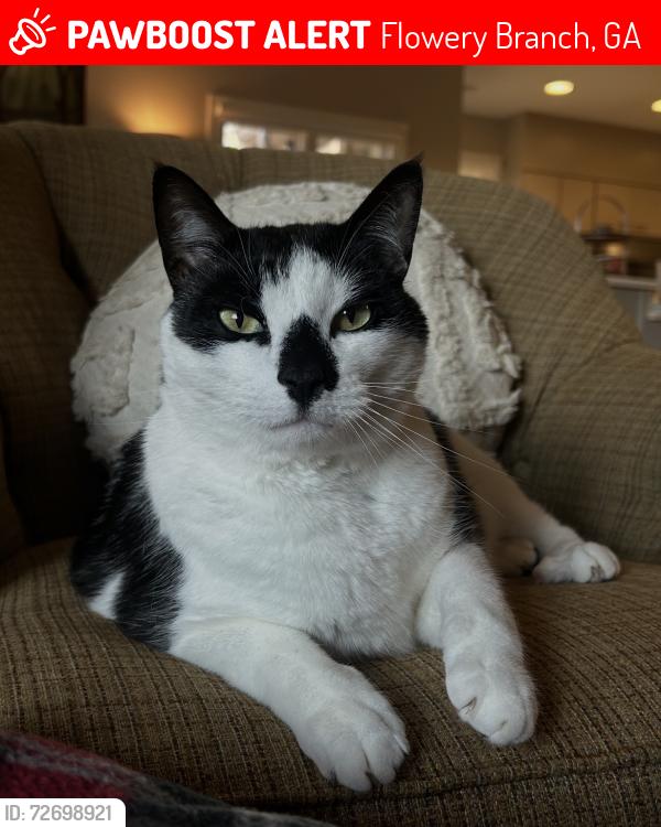 Lost Male Cat last seen Eagle Ranch, Flowery Branch, GA 30542