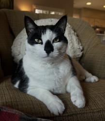 Lost Male Cat last seen Eagle Ranch, Flowery Branch, GA 30542
