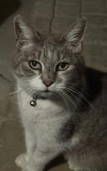 Found/Stray Female Cat last seen Between Tulare and walnut , castlewood atea , Visalia, CA 93292