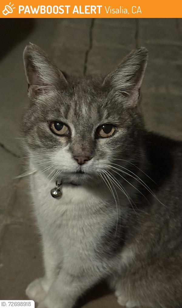 Found/Stray Female Cat last seen Between Tulare and walnut , castlewood atea , Visalia, CA 93292