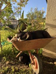 Lost Male Cat last seen Tulare/County center, Tulare County, CA 93292