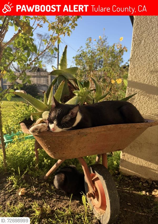 Lost Male Cat last seen Tulare/County center, Tulare County, CA 93292