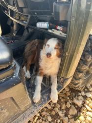 Lost Female Dog last seen Near Water Well Rd Lufkin, Tx , Lufkin, TX 75901