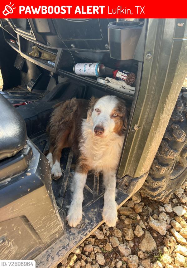 Lost Female Dog last seen Near Water Well Rd Lufkin, Tx , Lufkin, TX 75901