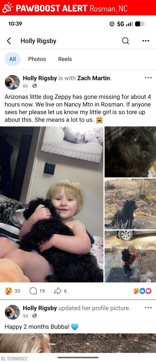 Lost Female Dog last seen Nacy mountain North Carolina , Rosman, NC 28772