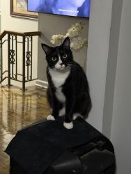 Lost Male Cat last seen Taylor and Sprugae on 91st, Omaha, NE 68134