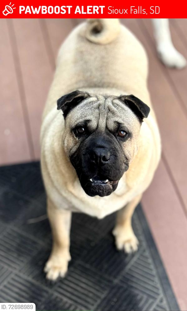 Lost Male Dog last seen Last seen around 10 am behind ACE hardware at 7210 w 41st st, sioux falls, SD. We live right off of w 32nd st and sertoma. My parents live near south bradford court. He may try to wonder back towards either of those locations. , Sioux Falls, SD 57106