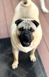 Lost Male Dog last seen Last seen around 10 am behind ACE hardware at 7210 w 41st st, sioux falls, SD. We live right off of w 32nd st and sertoma. My parents live near south bradford court. He may try to wonder back towards either of those locations. , Sioux Falls, SD 57106