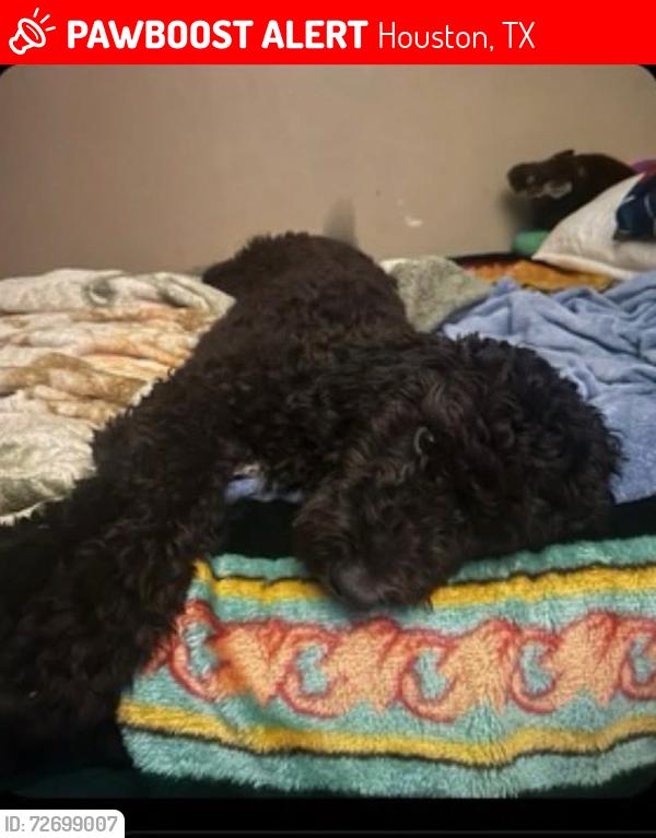 Lost Female Dog last seen Near Edgar St Houston, TX  77051 United States, Houston, TX 77051