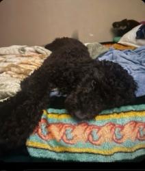 Lost Female Dog last seen Near Edgar St Houston, TX  77051 United States, Houston, TX 77051