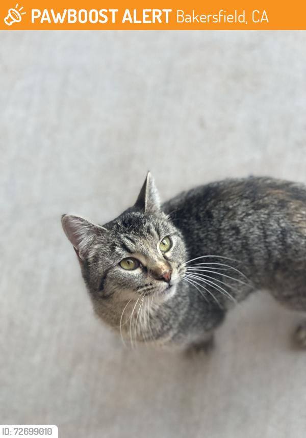 Found/Stray Female Cat last seen Harris rd, Bakersfield, CA 93313
