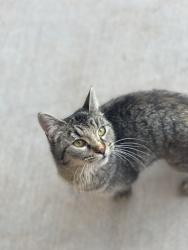 Found/Stray Female Cat last seen Harris rd, Bakersfield, CA 93313