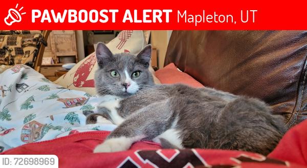 Lost Male Cat last seen Near West and  Triple Crown Drive, Mapleton (abt 3 blocks south of Ira Allan Park), Mapleton, UT 84664