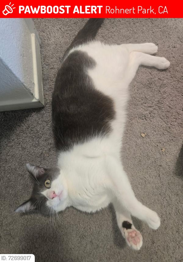 Lost Male Cat last seen Our neighborhood on college view dr, Rohnert Park, CA 94928
