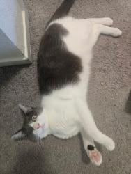 Lost Male Cat last seen Our neighborhood on college view dr, Rohnert Park, CA 94928