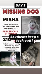 Lost Female Dog last seen South cross and Clark , San Antonio, TX 78223