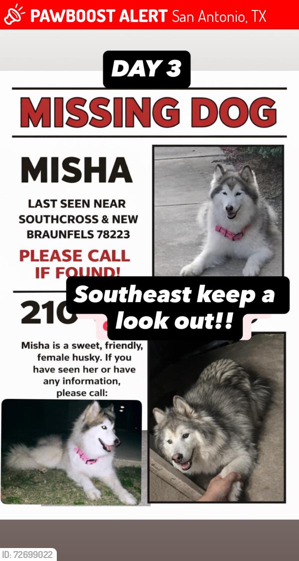 Lost Female Dog last seen South cross and Clark , San Antonio, TX 78223