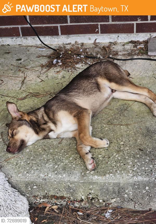 Found/Stray Male Dog last seen Neighborhood near Massay Tompkins and 146, Baytown, TX 77521
