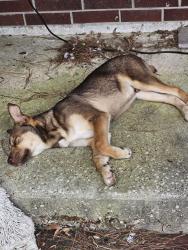 Found/Stray Male Dog last seen Neighborhood near Massay Tompkins and 146, Baytown, TX 77521