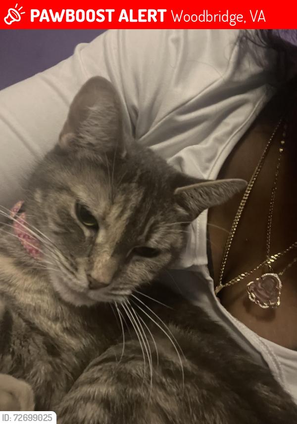 Lost Female Cat last seen Near ranger loop, Woodbridge, VA 22191