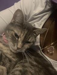 Lost Female Cat last seen Near ranger loop, Woodbridge, VA 22191