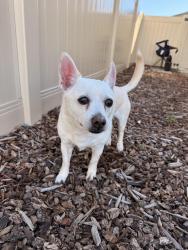 Found/Stray Male Dog last seen Sheldon & Lewis Stein, near Winco and Sheldon Farms neighborhood, Elk Grove, CA 95758
