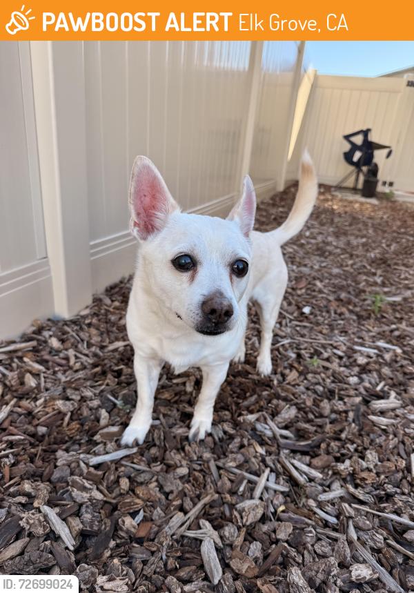 Found/Stray Male Dog last seen Sheldon & Lewis Stein, near Winco and Sheldon Farms neighborhood, Elk Grove, CA 95758