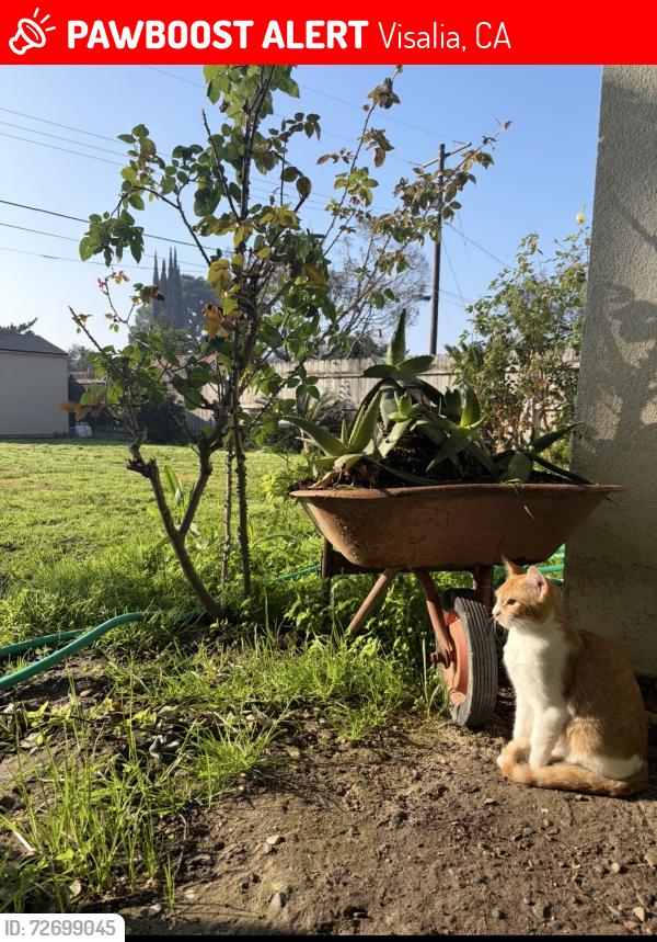 Lost Male Cat last seen Tulare/County center, Visalia, CA 93277