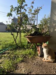 Lost Male Cat last seen Tulare/County center, Visalia, CA 93277