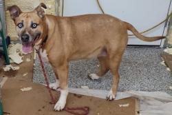 Found/Stray Female Dog last seen Longview Lake near dam 109th street on Forman Road KC MO 64134, Kansas City, MO 64155
