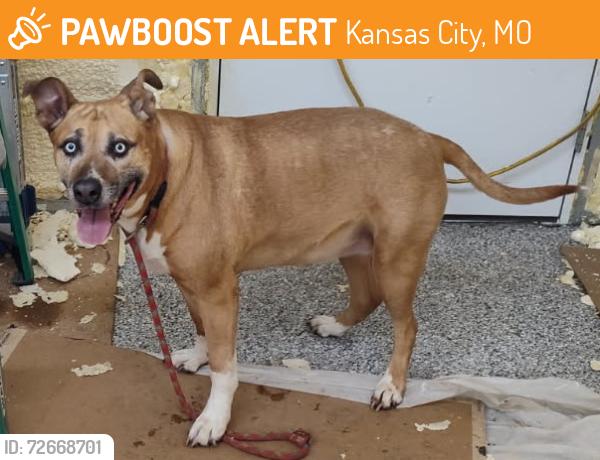 Found/Stray Female Dog last seen Longview Lake near dam 109th street on Forman Road KC MO 64134, Kansas City, MO 64155