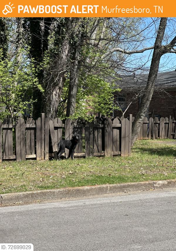 Found/Stray Unknown Dog last seen Clark/highland/north field , Murfreesboro, TN 37130