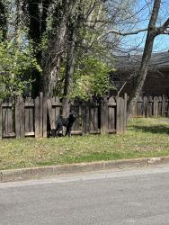 Found/Stray Unknown Dog last seen Clark/highland/north field , Murfreesboro, TN 37130