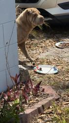 Found/Stray Male Dog last seen  Deil market , Winter Haven, FL 33880
